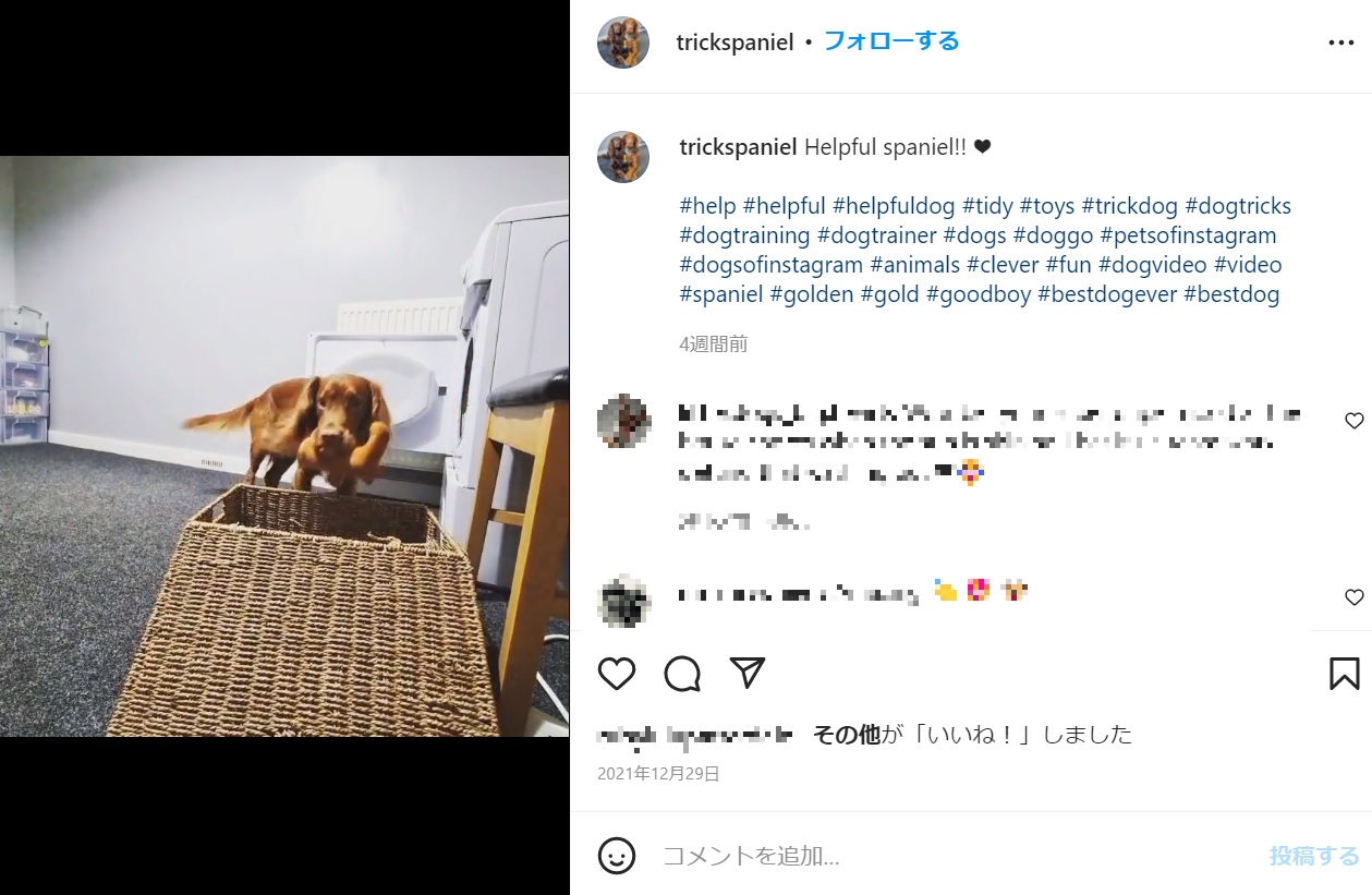 洗濯物の回収もお手のもの（画像は『Emily Anderson　2021年12月29日付Instagram「Helpful spaniel!!」』のスクリーンショット）