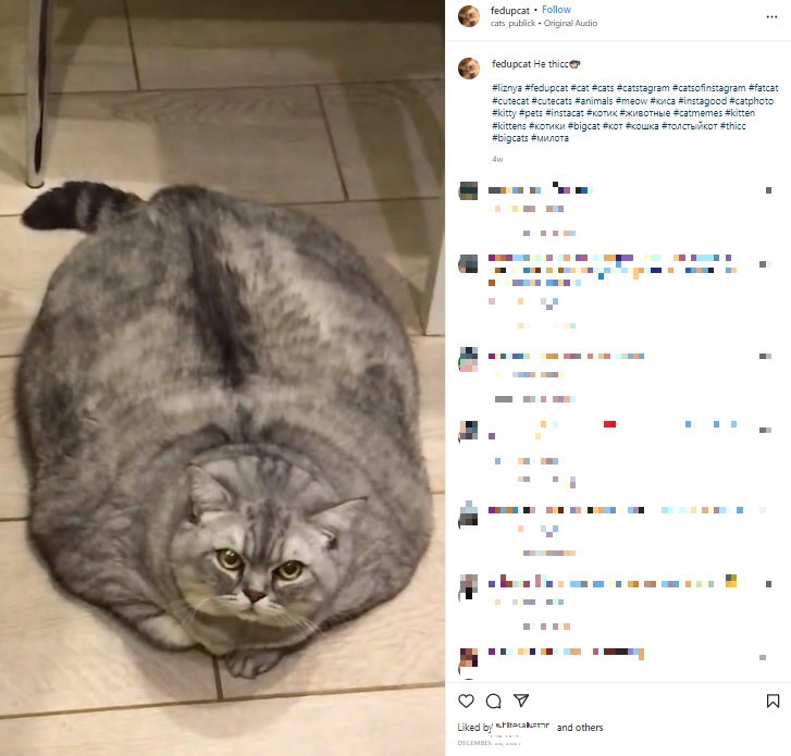 肥満すぎる？　ネコの飼い主に批判の声が続々（画像は『Liznya the Cat　2021年12月28日付Instagram「He thicc」』のスクリーンショット）