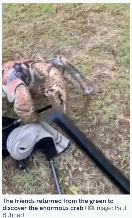 いとも簡単に折れてしまったゴルフクラブ（画像は『The Mirror　2022年1月3日付「Monster ‘robber’ crab with pincers ‘like chainsaw’ attacks golfers and snaps club in half」（Image: Paul Buhner）』のスクリーンショット）