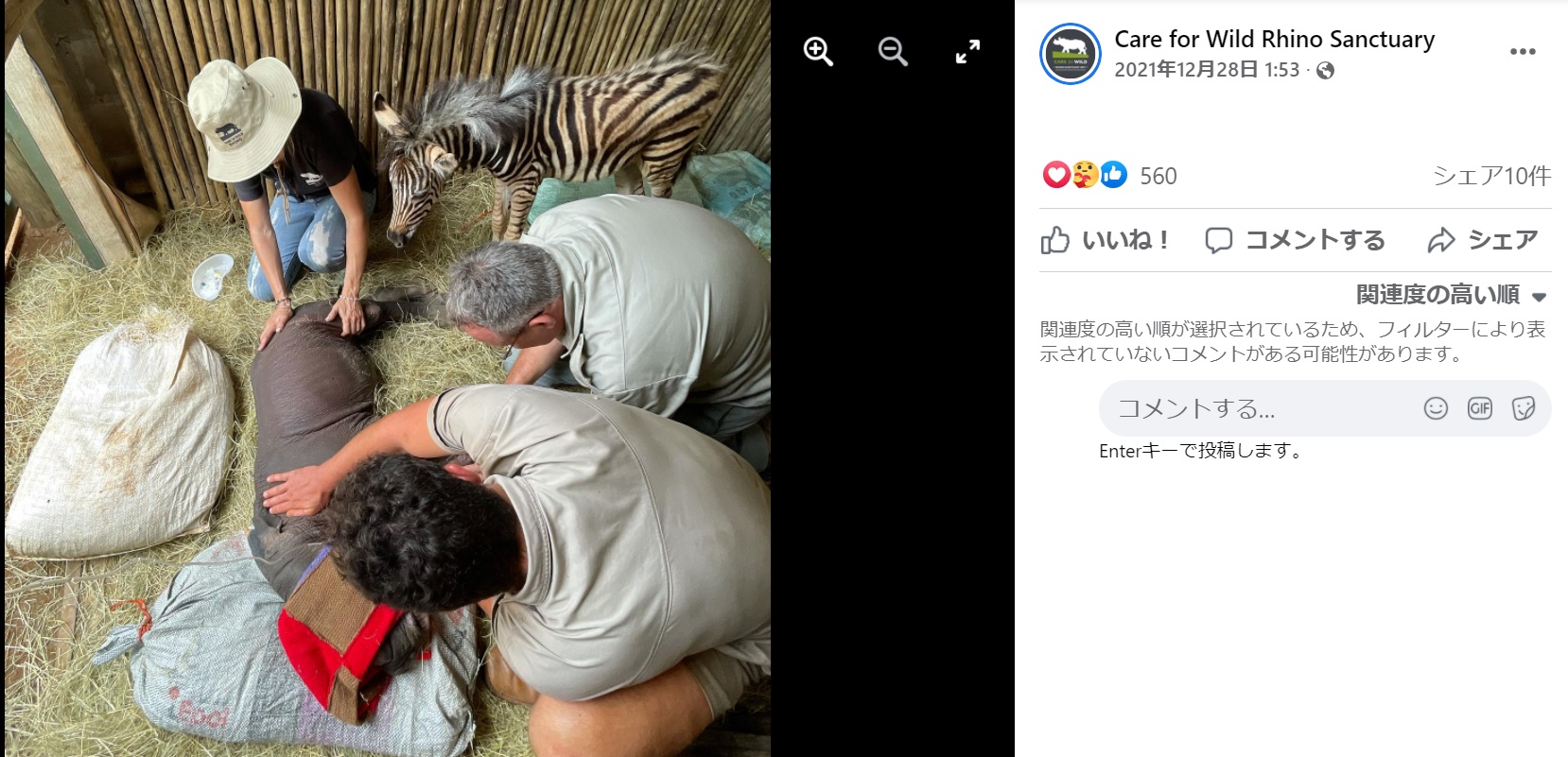 弱っているサイの赤ちゃんを心配そうに見守るシマウマ（画像は『Care for Wild Rhino Sanctuary　2021年12月28日付Facebook「DAISY UPDATE」』のスクリーンショット）