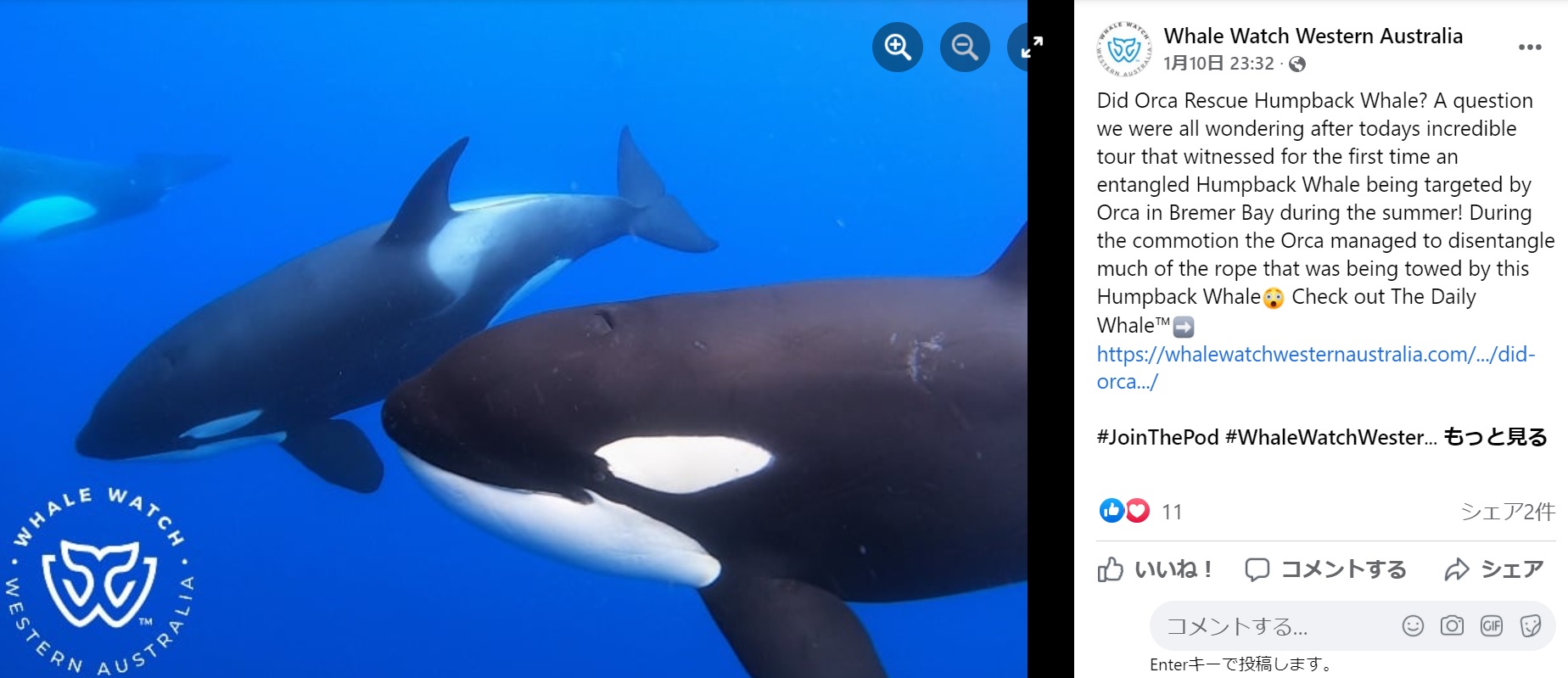 ザトウクジラに近づく3頭のシャチ（画像は『Whale Watch Western Australia　2022年1月10日付Facebook「Did Orca Rescue Humpback Whale?」』のスクリーンショット）