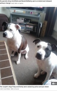 フレンドリーだったという2頭の犬（画像は『The Sun　2022年1月11日付「SAVAGED Newborn boy mauled to death by family’s Staffordshire Bull Terrier that bit his head ’23 times thinking he was a TOY’」（Credit: Social Media - Refer to Source）』のスクリーンショット）