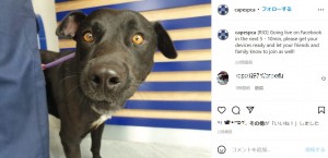 マイクロチップが埋め込まれていなかったリオ（画像は『Cape of Good Hope SPCA　2022年2月9日付Instagram「［RIO］ Going live on Facebook in the next 5 - 10min,」』のスクリーンショット）