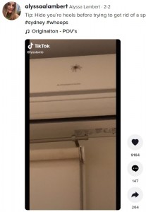 寝室の天井に現れたハンツマン（画像は『Alyssa Lambert　2022年2月2日付TikTok「Tip: Hide you’re heels before trying to get rid of a spider.」』のスクリーンショット）