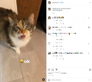 【海外発！Breaking News】飼い主に「OK！」と人間の言葉で返事をする“OKキャット”が超キュート＜動画あり＞