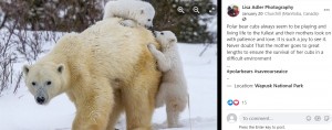 母グマに守られて遊ぶ2頭の子グマ（画像は『Lisa Adler Photography　2022年1月20日付Facebook「Polar bear cubs always seem to be playing」』のスクリーンショット）