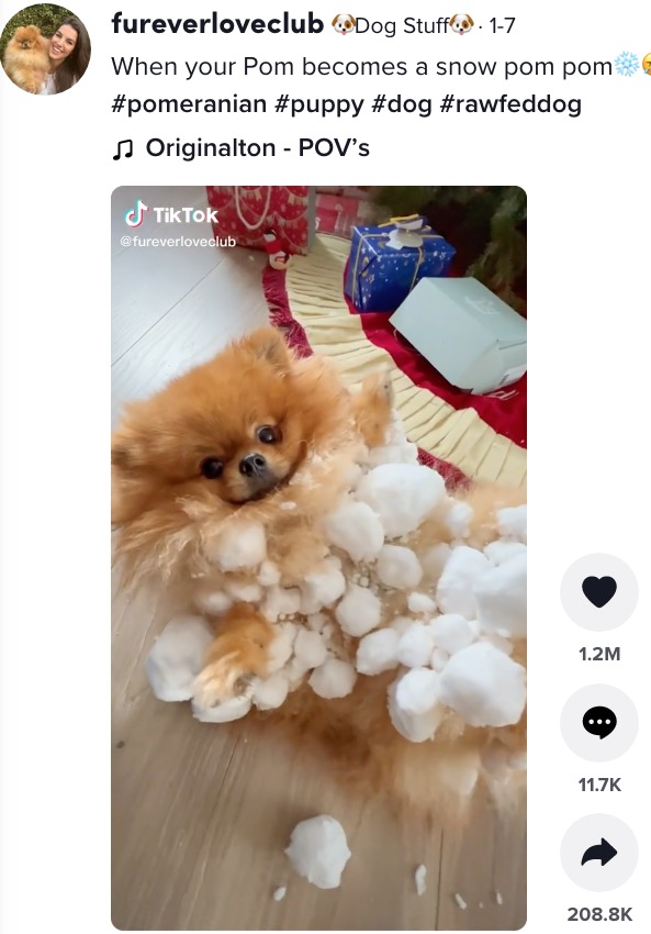 くっついた雪玉がマシュマロのよう（画像は『Dog Stuff　2022年1月7日付TikTok「When your Pom becomes a snow pom pom」』のスクリーンショット）