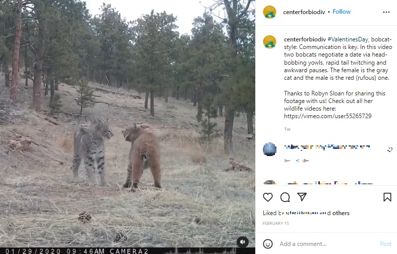 顔を見合わせるメス（左）とオス（画像は『CenterforBiologicalDiversity　2022年2月15日付Instagram「＃ValentinesDay, bobcat-style」』のスクリーンショット）