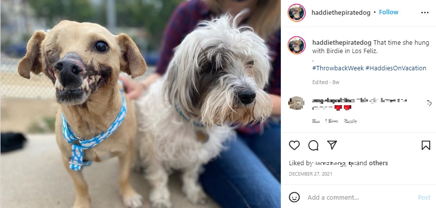 他の犬への恐怖心がなくなったハディ（画像は『Haddie the Dog　2021年12月27日付Instagram「That time she hung with Birdie in Los Feliz.」』のスクリーンショット）