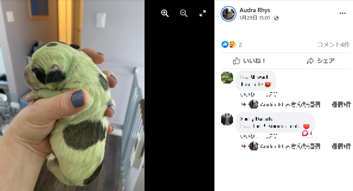 全身緑色の珍しい子犬（画像は『Audra Rhys　2022年1月29日付Facebook「A few videos, more pictures and pictures of their little lucky green Irish hulk girl - Born Jan 27, 2022」』のスクリーンショット）