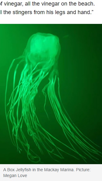 箱型の傘を持つハコクラゲ（画像は『news.com.au　2022年2月27日付「Teenager killed by box jellyfish sting in Mackay as locals recall horror screams」（Picture: Megan Love）』のスクリーンショット）