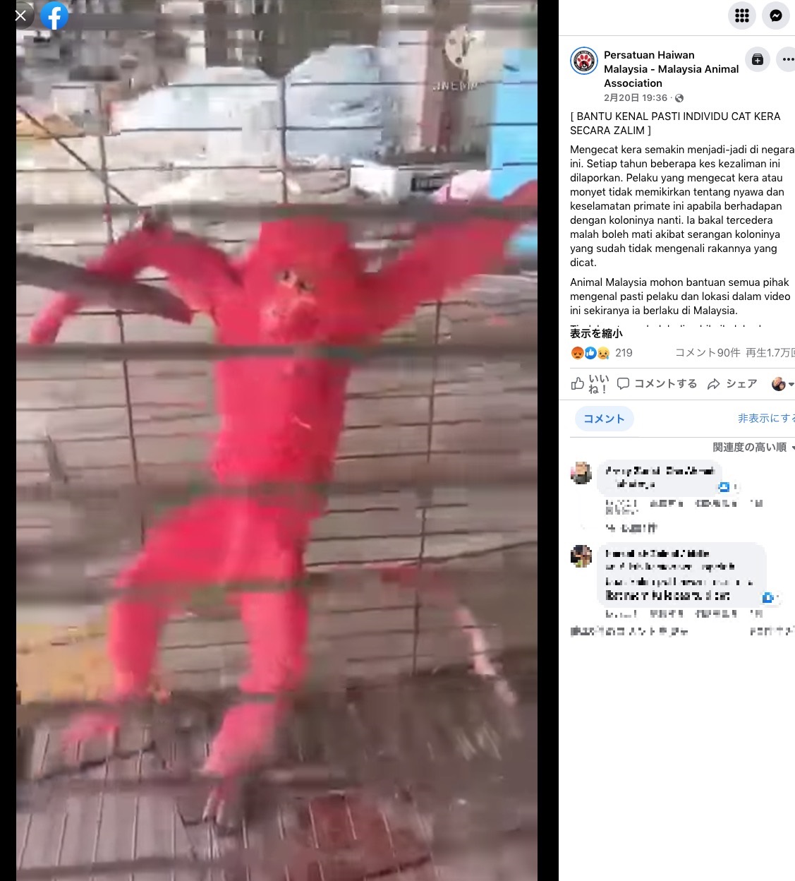 檻の中で縛られた状態の猿（画像は『Persatuan Haiwan Malaysia - Malaysia Animal Association　2022年2月20日付「［BANTU KENAL PASTI INDIVIDU CAT KERA SECARA ZALIM］」』のスクリーンショット）