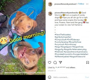 ニュートが成長するにつれ絆が深まった2頭（画像は『Picasso　2022年1月24日付Instagram「Good Morning!」』のスクリーンショット）