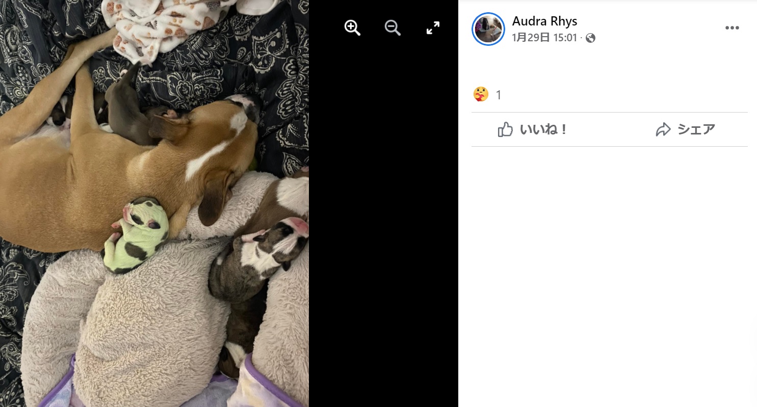 母犬のフレイヤは特に変わった毛色ではなかった（画像は『Audra Rhys　2022年1月29日付Facebook「A few videos, more pictures and pictures of their little lucky green Irish hulk girl - Born Jan 27, 2022」』のスクリーンショット）