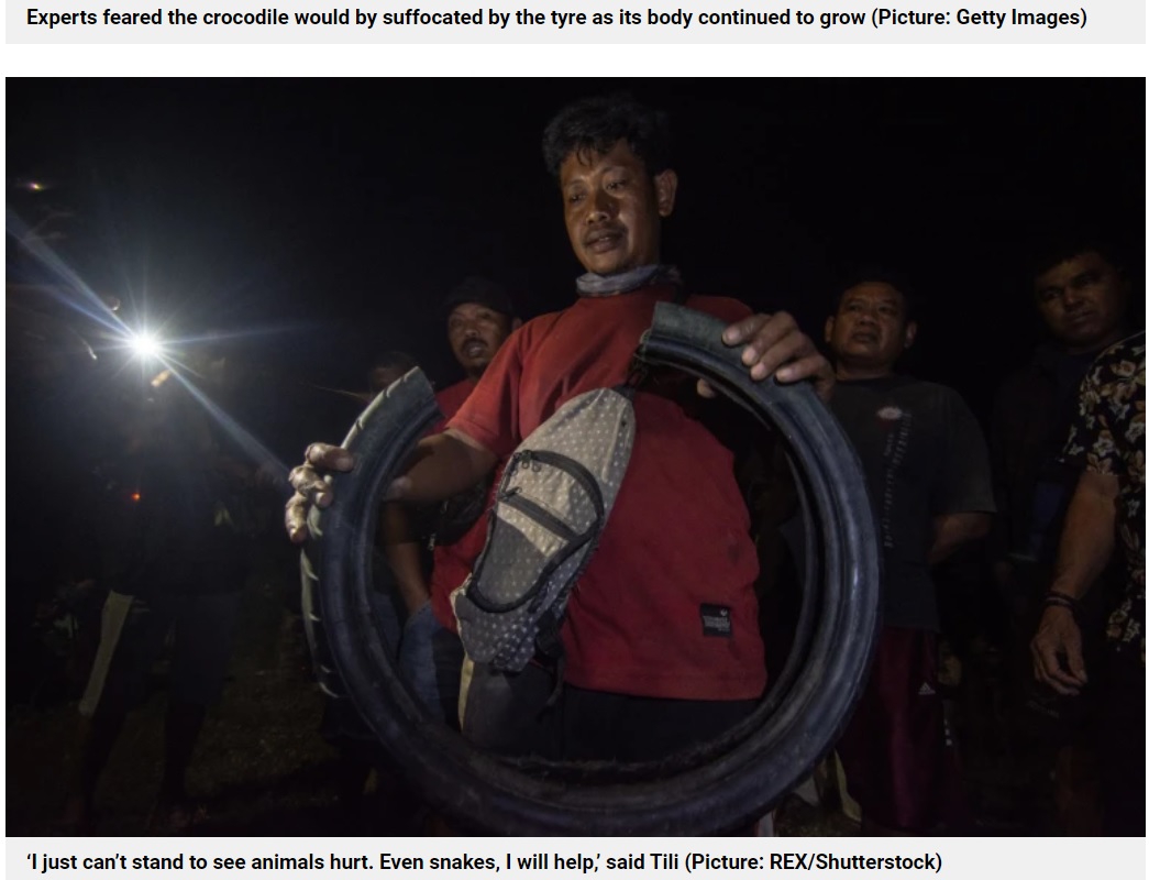 外れたタイヤを見せるティリさん（画像は『Metro　2022年2月8日付「Crocodile with tyre stuck around its neck since 2016 finally freed by villagers」（Picture: REX/Shutterstock）』のスクリーンショット）