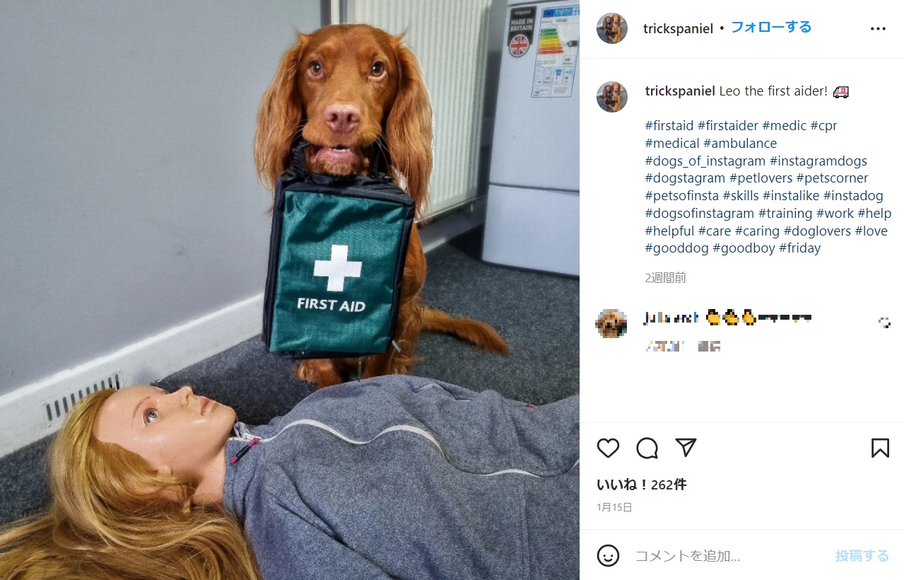 応急処置を完璧に習得した犬（画像は『Emily Anderson　2022年1月15日付Instagram「Leo the first aider!」』のスクリーンショット）