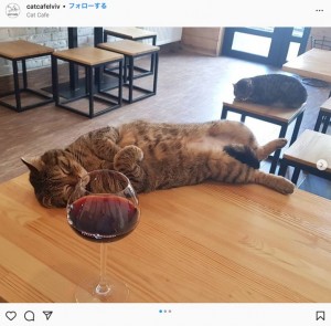 店内でくつろぐ猫（画像は『Cat Cafe Lviv　2021年4月28日付「Любиш вино?」』のスクリーンショット）