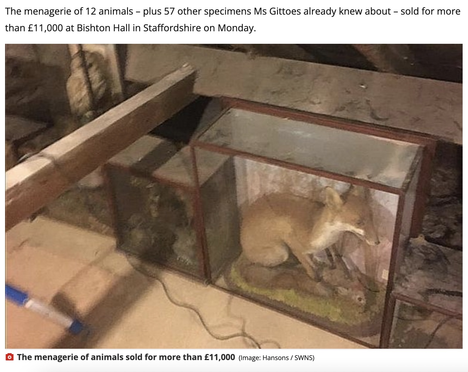 ケビンさんが大切にしていた剥製（画像は『WalesOnline　2022年3月1日付「Man’s secret taxidermy collection found by widow fetches ￡11,000 at auction」（Image: Hansons / SWNS）』のスクリーンショット）