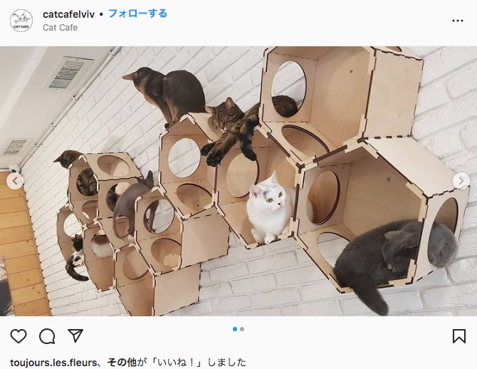 カフェでは20匹の猫が飼われている（画像は『Cat Cafe Lviv　2021年1月6日付「В ці святкові дні хочемо нагадати」』のスクリーンショット）