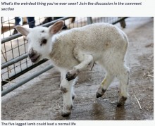 【海外発！Breaking News】2022年2月22日に5本脚の子羊が誕生　100万匹に1匹の確率に農家も驚愕（英）＜動画あり＞