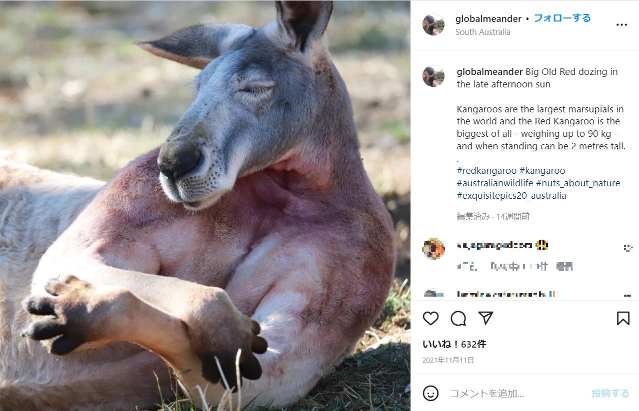 筋肉隆々のカンガルーが1年経って再び話題に（画像は『Deborah | Southern Australia　2021年12月1日付Instagram「Big Old Red dozing in the late afternoon sun」』のスクリーンショット）