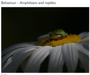 両生類・爬虫類部門の金賞作品（画像は『World Nature Photography Awards　「Our 2021 winners」（（C）Shayne Kaye）』のスクリーンショット）