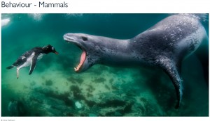 【海外発！Breaking News】大口開けてペンギンに襲いかかるヒョウアザラシ　南極で捉えた自然の脅威に驚愕