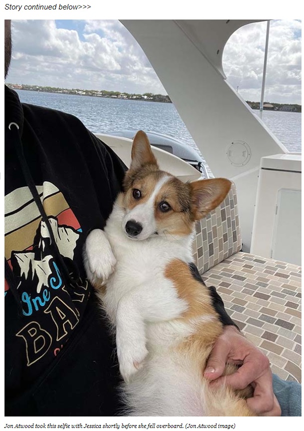 いつの間にか見当たらなくなっていたジェシカ（画像は『Space Coast Daily　2022年3月16日付「DOG OVERBOARD! Corgi Falls From Boat into Main Channel of Indian River, Swims 7-Miles to Safety in Rockledge」（Jon Atwood image）』のスクリーンショット）