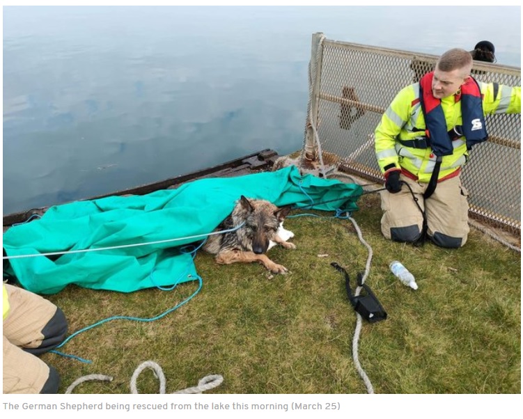 警察官や消防隊、ボランティアらによって無事に救出された犬（画像は『Blackpool Gazette　2022年3月25日付「Terrified German Shepherd saved after spending night trapped in Fairhaven Lake」』のスクリーンショット）