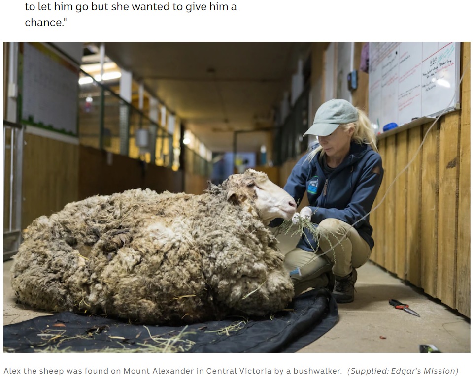被毛が伸びきった状態で見つかった羊（画像は『ABC Australia　2022年3月17日付「Alex the sheep gets new fleece on life after losing 40kg in close shave」（Supplied: Edgar’s Mission）』のスクリーンショット）