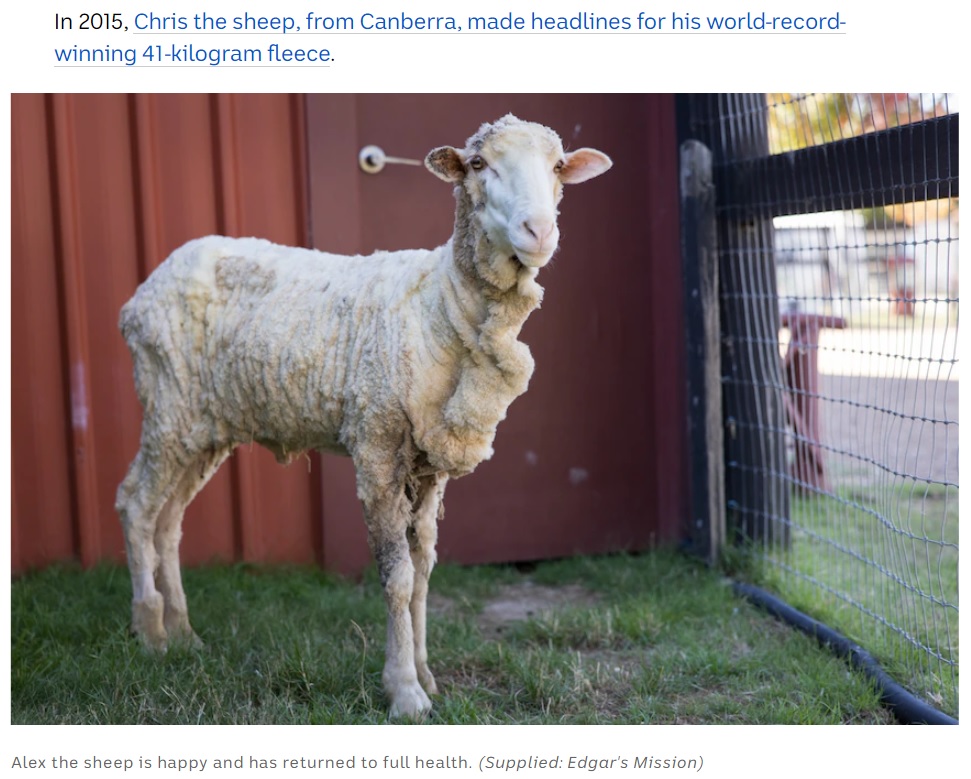 40キロ分の被毛を刈り取ったアレックス（画像は『ABC Australia　2022年3月17日付「Alex the sheep gets new fleece on life after losing 40kg in close shave」（Supplied: Edgar’s Mission）』のスクリーンショット）