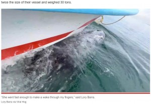 【海外発！Breaking News】観光客がクジラからビッグサプライズ　ボートを背中に乗せて泳ぎ始める（メキシコ）