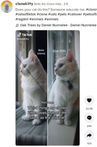 見た目はそっくりのベル（左）とチャイ（画像は『Belle the Clone Kitty　2022年3月5日付TikTok「Does your cat do this?」』のスクリーンショット）