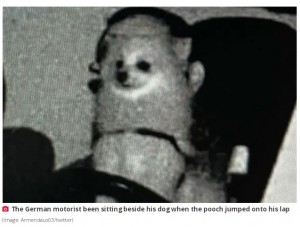 交通違反通知にあった写真（画像は『The Daily Star　2022年4月7日付「Dog owner stunned after speed camera snaps beloved pet dog driving his car」（Image: Armendaus03/twitter）』のスクリーンショット）