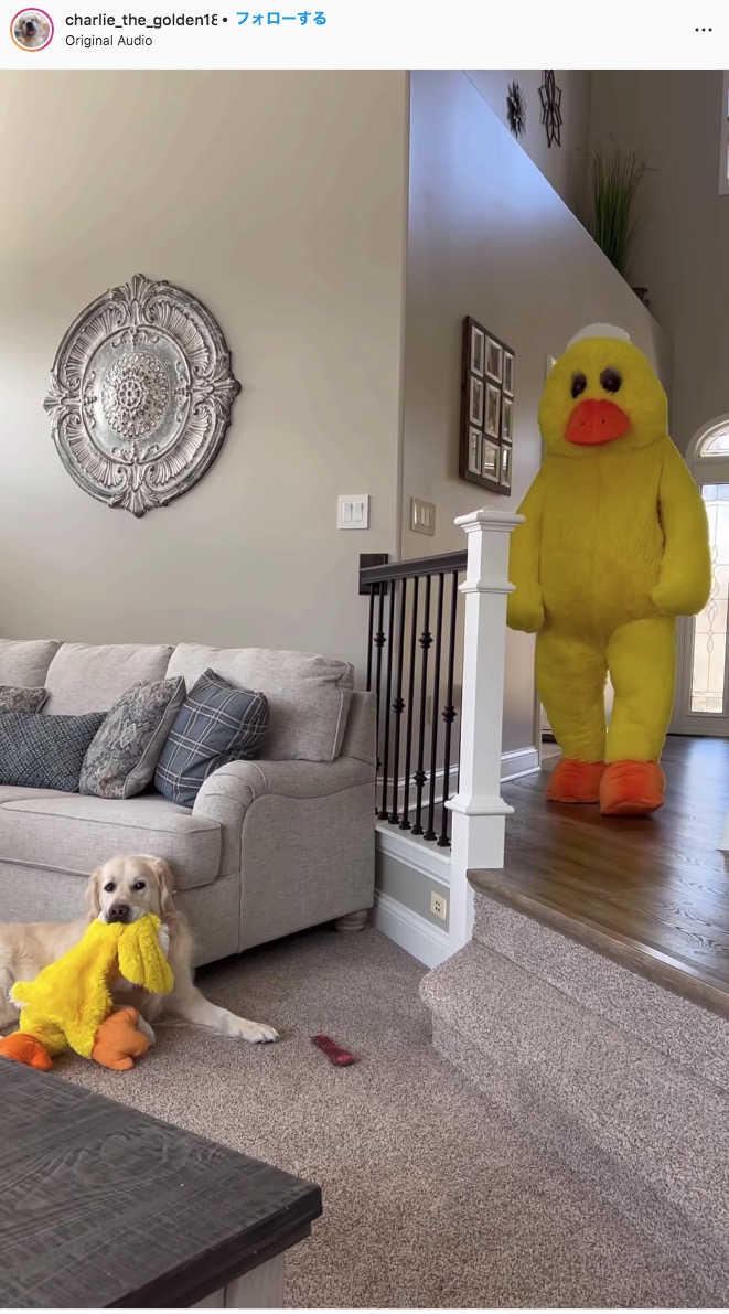 アヒルの着ぐるみを着た飼い主が愛犬にサプライズ（画像は『Charlie The Golden　2022年3月18日付Instagram「Dressed up as our dogs favorite duck toy」』のスクリーンショット）