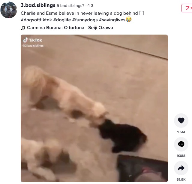 おもちゃの子犬を掃除機から救う犬（画像は『5 bad siblings?　2022年4月3日付TikTok「Charlie and Esme believe in never leaving a dog behind」』のスクリーンショット）