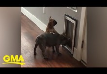 【海外発！Breaking News】我が子にペットドアの使い方を教えるフレンチブルドッグの母犬（カナダ）＜動画あり＞