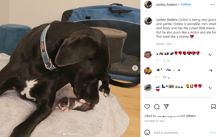 ポテトの母のような存在のコービン（画像は『Corbin the Great Dane　2021年10月20日付Instagram「Corbin is being very good and gentle.」』のスクリーンショット）