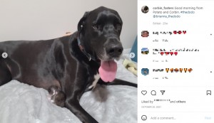 特別な絆が生まれた2匹（画像は『Corbin the Great Dane　2021年10月20日付Instagram「Good morning from Potato and Corbin.」』のスクリーンショット）