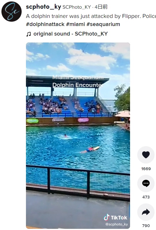 ショーの最中にイルカがトレーナーを襲う（画像は『SCPhoto_KY　2022年4月9日付TikTok「A dolphin trainer was just attacked by Flipper.」』のスクリーンショット）