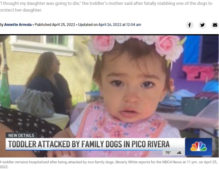 飼い犬2頭に襲われた1歳の女児（画像は『NBC Los Angeles　2022年4月25日付「Family, Including 1-Year-Old Girl, Attacked by Grandmother’s Dogs in Pico Rivera」』のスクリーンショット）