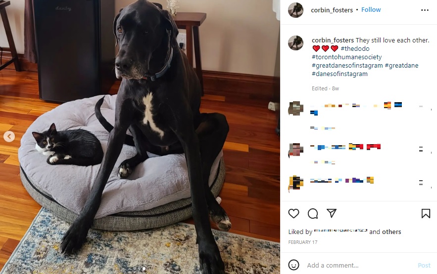 コービンと成長したポテト（画像は『Corbin the Great Dane　2022年2月17日付Instagram「They still love each other.」』のスクリーンショット）