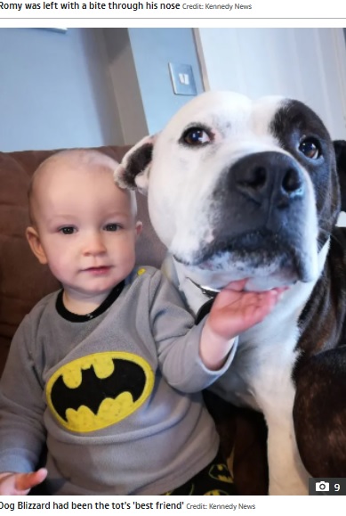 飼い犬とベストフレンドだった2歳男児（画像は『The Sun　2022年4月18日付「DEVIL DOG MAULING Mum’s warning as horror pics show how toddler son, 2, nearly had his face ripped off by family dog」（Credit: Kennedy News）』のスクリーンショット）