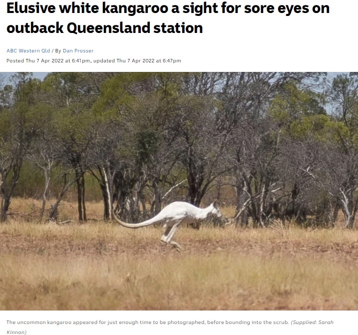 クイーンズランド州の奥地で発見された白いカンガルー（画像は『ABC News　2022年4月7日付「Elusive white kangaroo a sight for sore eyes on outback Queensland station」（Supplied: Sarah Kinnon）』のスクリーンショット）