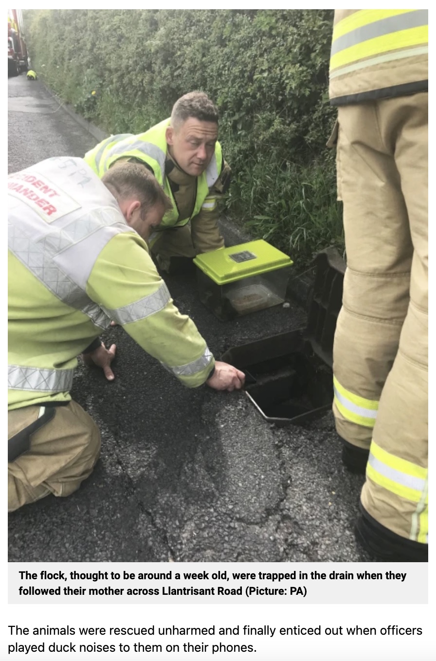 「必ず助け出す」と決めていた消防隊員ら（画像は『Metro　2022年5月7日付「Ducklings rescued from storm drain after officers lure them out with duck noises」（Picture: PA）』のスクリーンショット）