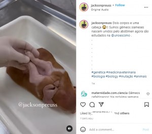 背中にも脚が2本生えている子豚（画像は『Jackson Preuss　2022年5月7日付Instagram「Dois corpos e uma cabeça」』のスクリーンショット）