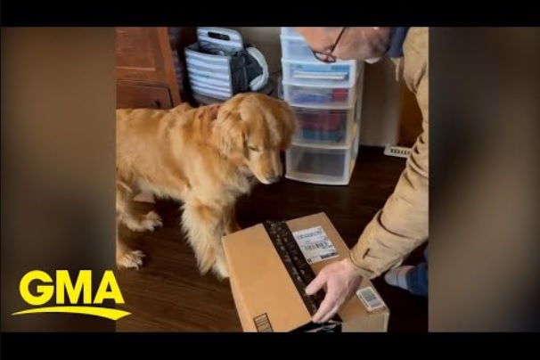 飼い主から贈り物を受けるゴールデンレトリバー（画像は『Good Morning America　2022年5月25日公開 YouTube「The story behind viral video of golden retriever getting a surprise l GMA」』のサムネイル）