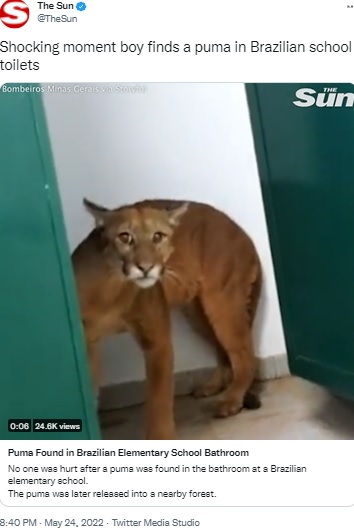 学校のトイレに潜んでいたピューマ（画像は『The Sun　2022年5月24日付Twitter「Shocking moment boy finds a puma in Brazilian school toilets」』のスクリーンショット）