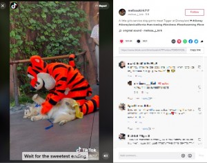 お腹を見せて甘えるグロリア（画像は『melissa_j_kirk　2022年5月9日付TikTok「A little girls service dog got to meet Tigger at Disneyland」』のスクリーンショット）