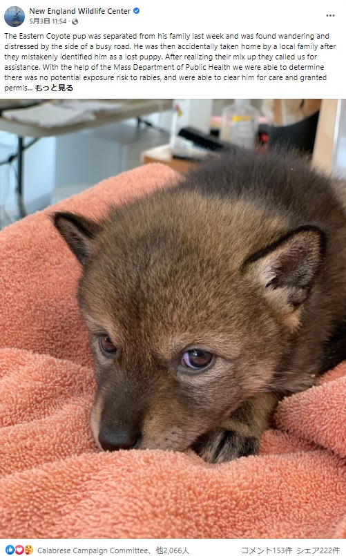 犬と間違われて保護されたコヨーテの子ども（画像は『New England Wildlife Center　2022年5月3日付Facebook「The Eastern Coyote pup was separated from his family last week and was found wandering and distressed by the side of a busy road.」』のスクリーンショット）